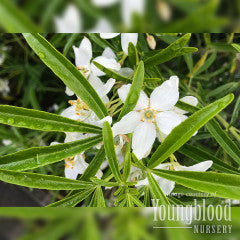 Choisya ternata Aztec Pearl 5gal Mexican Orange – Cornell Farm