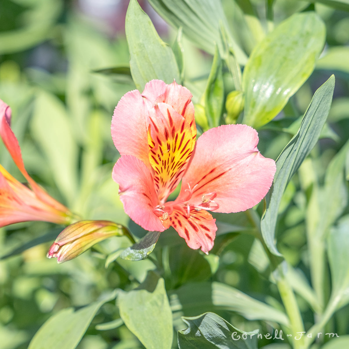 Alstroemeria Majestic Tierce 1gal CF – Cornell Farm