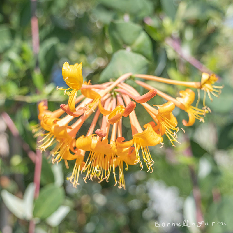 Lonicera x Mandarin 5gal Honeysuckle – Cornell Farm