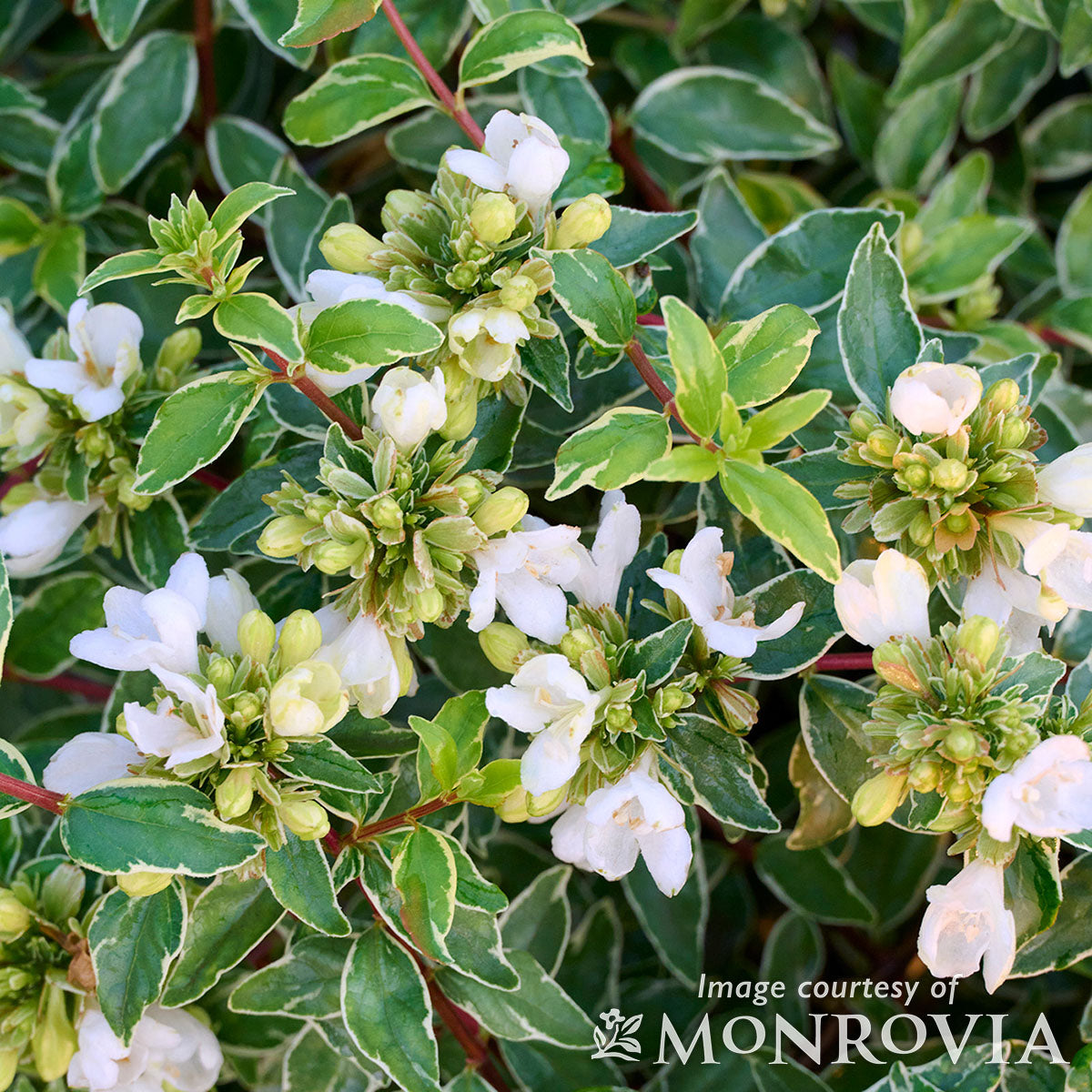 Abelia G. Lucky Lots 2gal – Cornell Farm