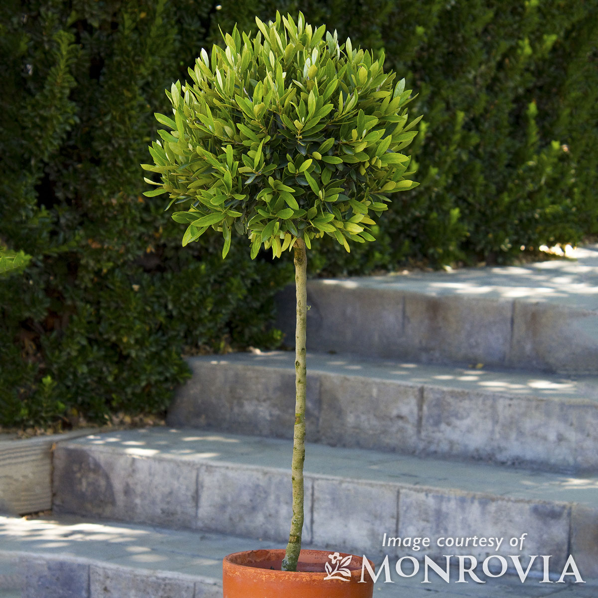 Olea Little Ollie 5gal Patio Tree (short) – Cornell Farm