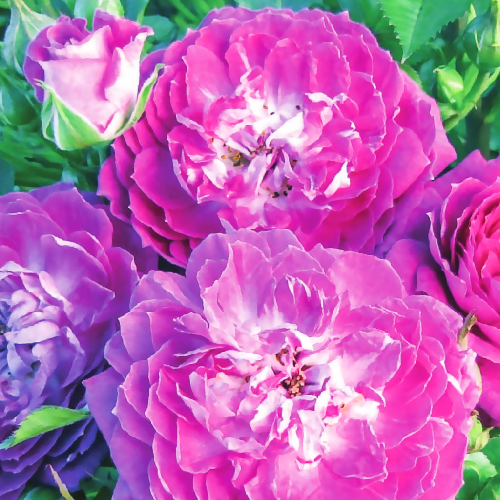 Rose Easy Charmer 5gal Patio Rose – Cornell Farm