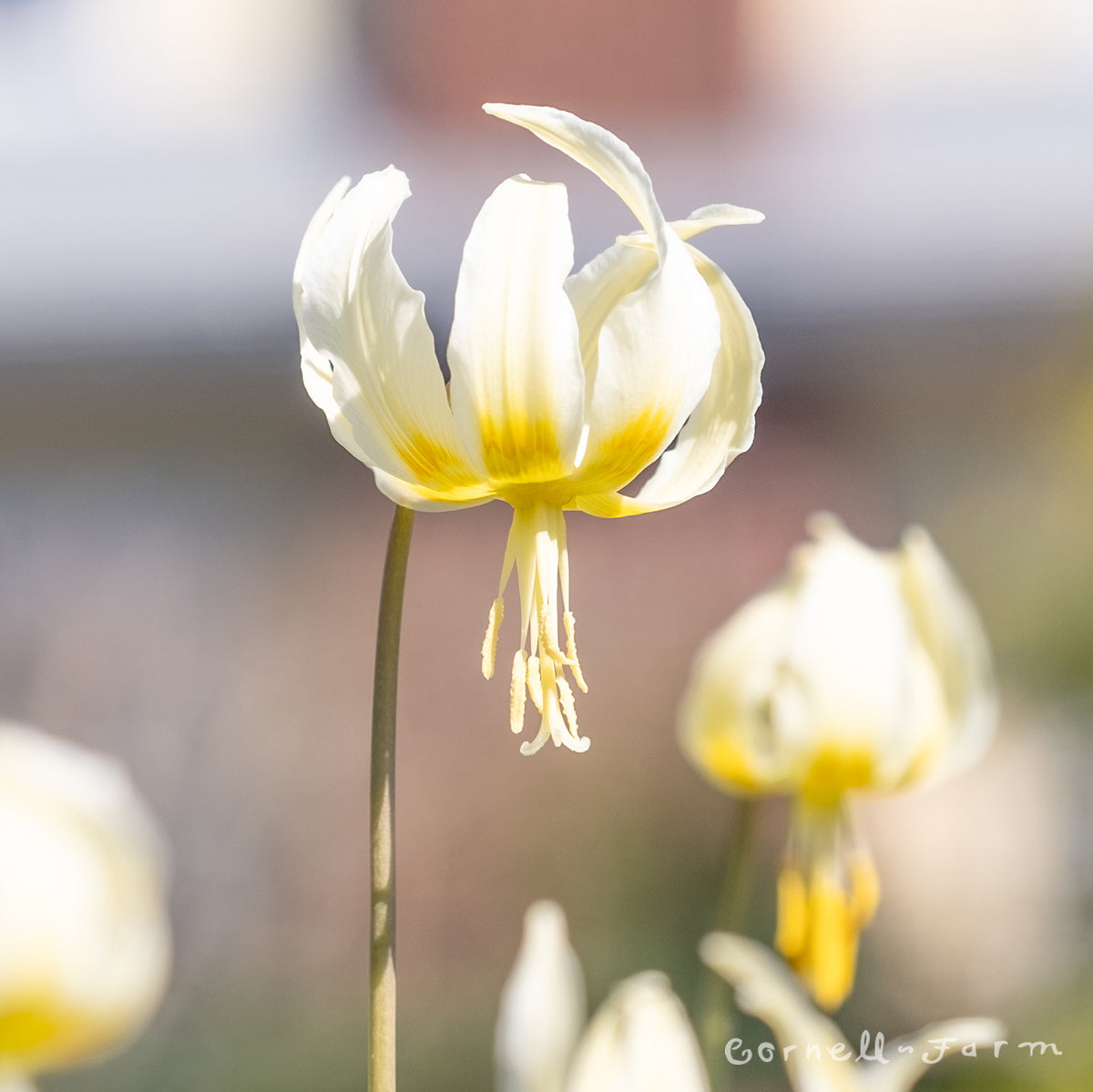 giant white fawn lily Erythronium oregonum 1gal Fawn/Trout Lily