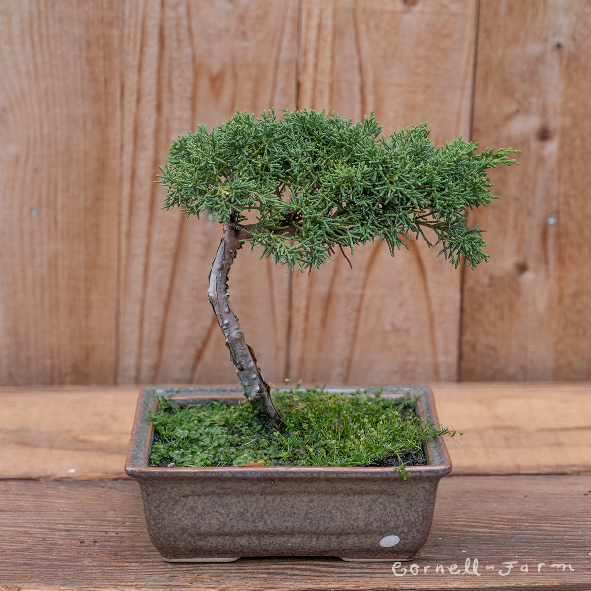 Juniperus c. Shimpaku Pre-Bonsai 8in – Cornell Farm