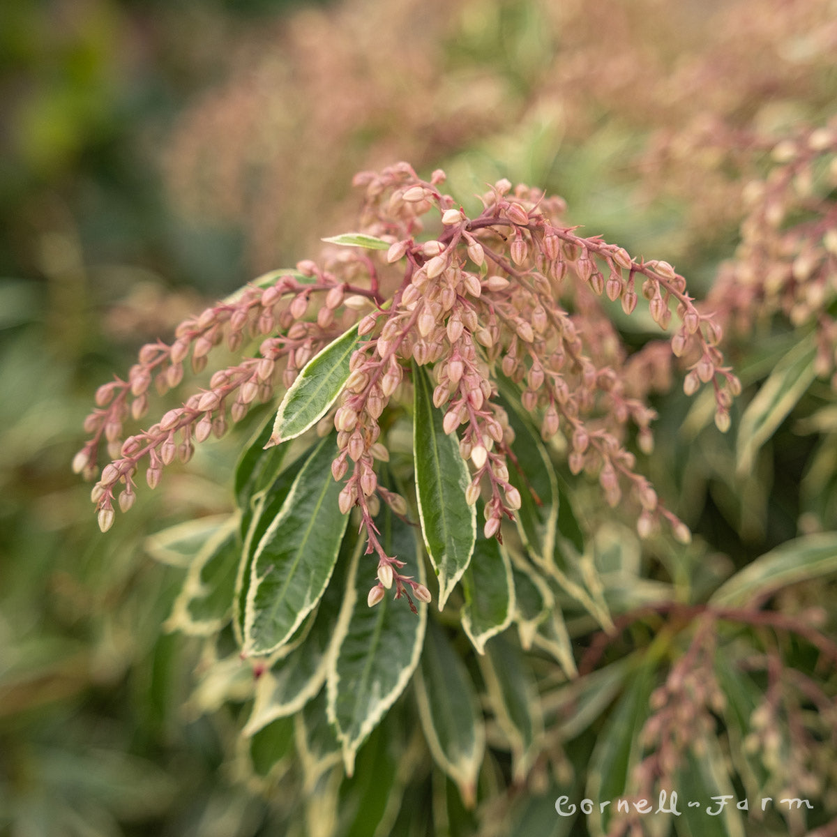 Pieris j. Variegata 6gal Variegated Pieris – Cornell Farm