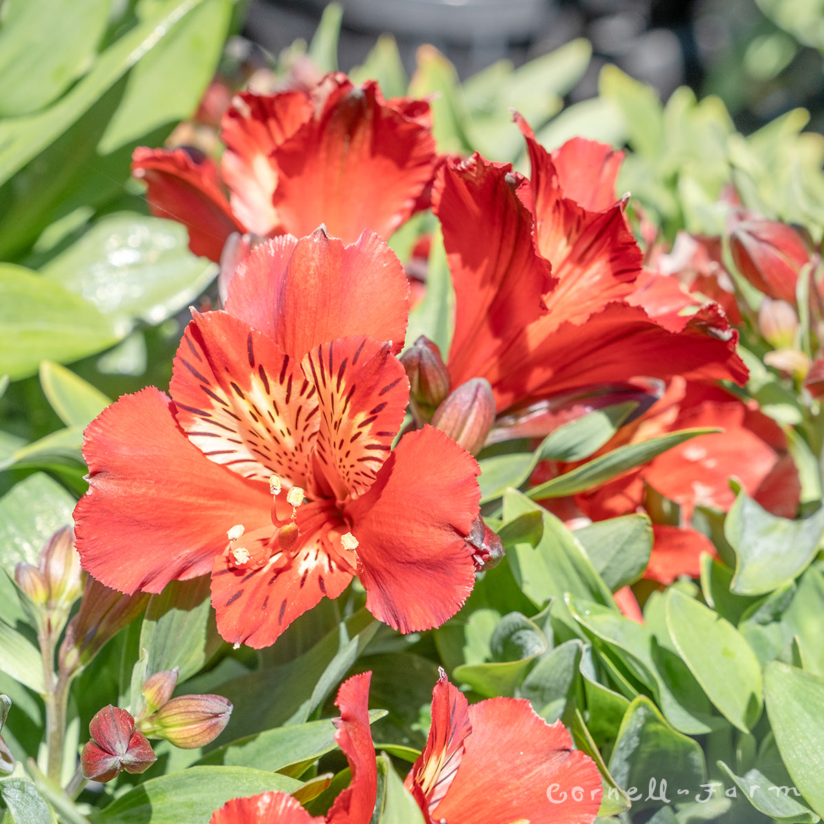 Alstroemeria Inca Fire 1gal