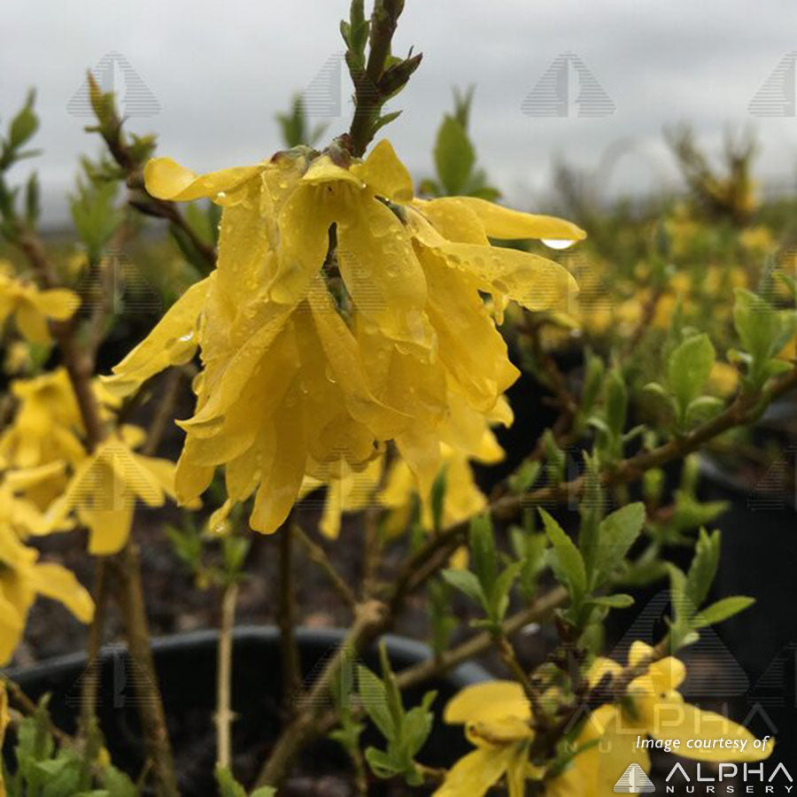 Forsythia int. Gold Tide 2gal