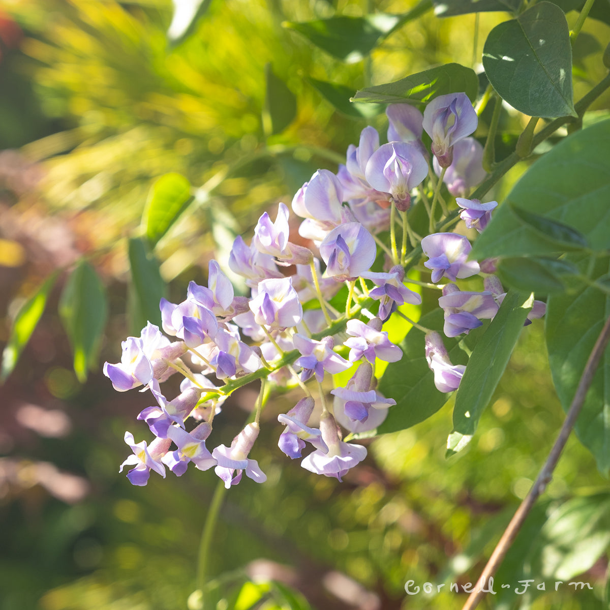 Wisteria m. Summer Cascade 5gal ST lavender