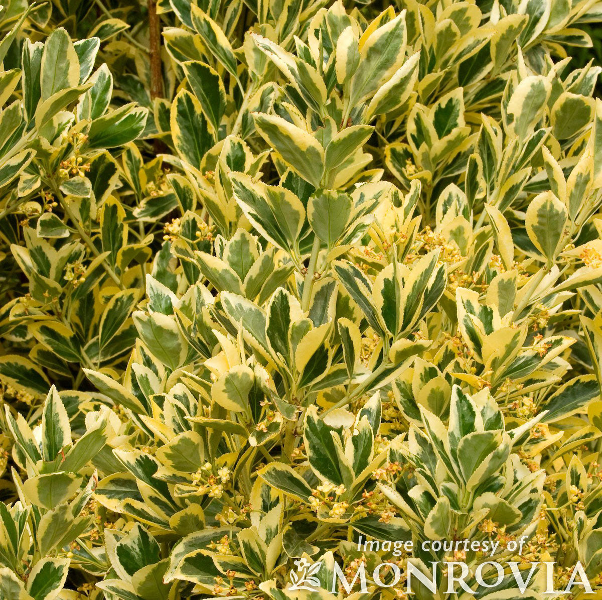 Euonymus japonicus Silver King 2gal – Cornell Farm