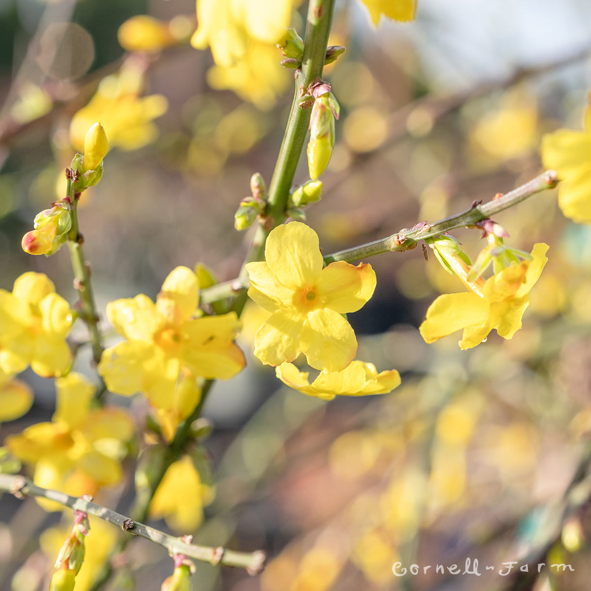Jasminum nudiflorum 2gal Winter Jasmine