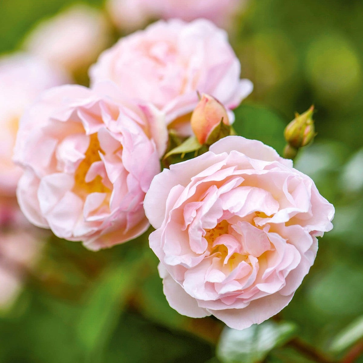 Rose The Lady of the Lake 5gal Climber David Austin – Cornell Farm