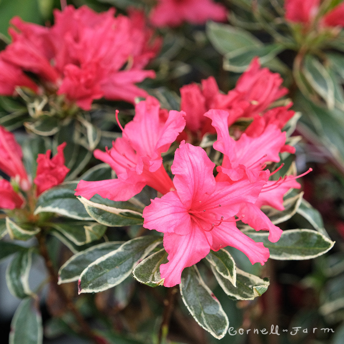 Azalea Silver Sword 5gal – Cornell Farm