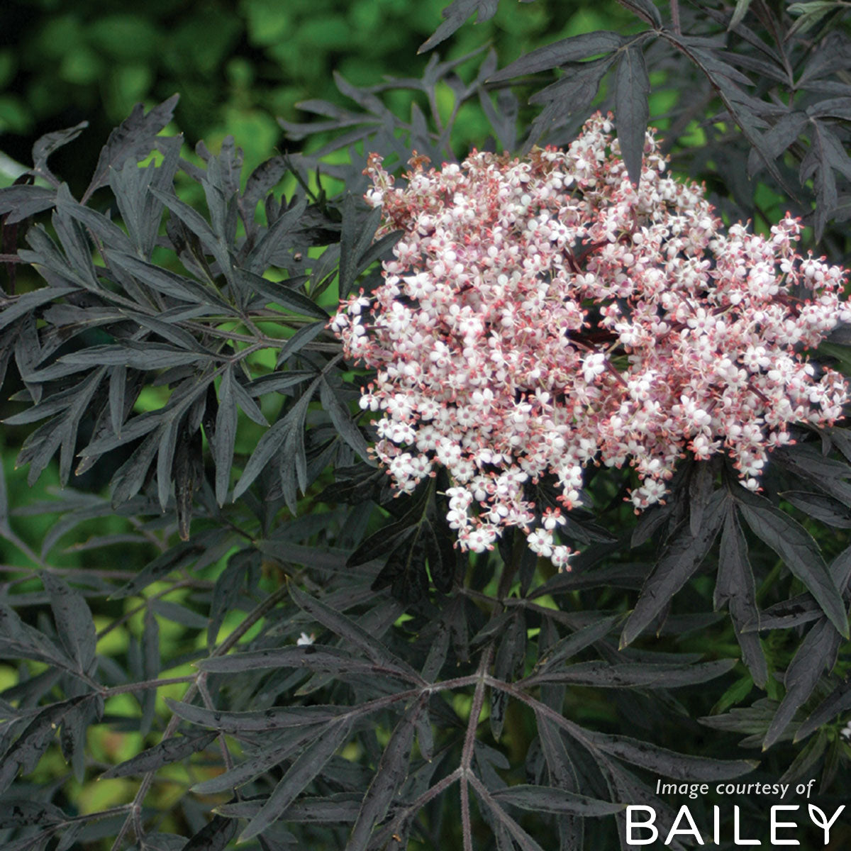 elderberry sambucus nigra black lace