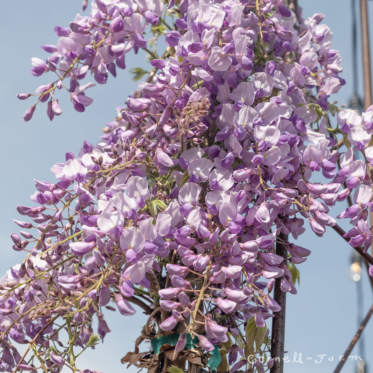 wisteria  Wisteria j. Caroline 15gal – Cornell Farm