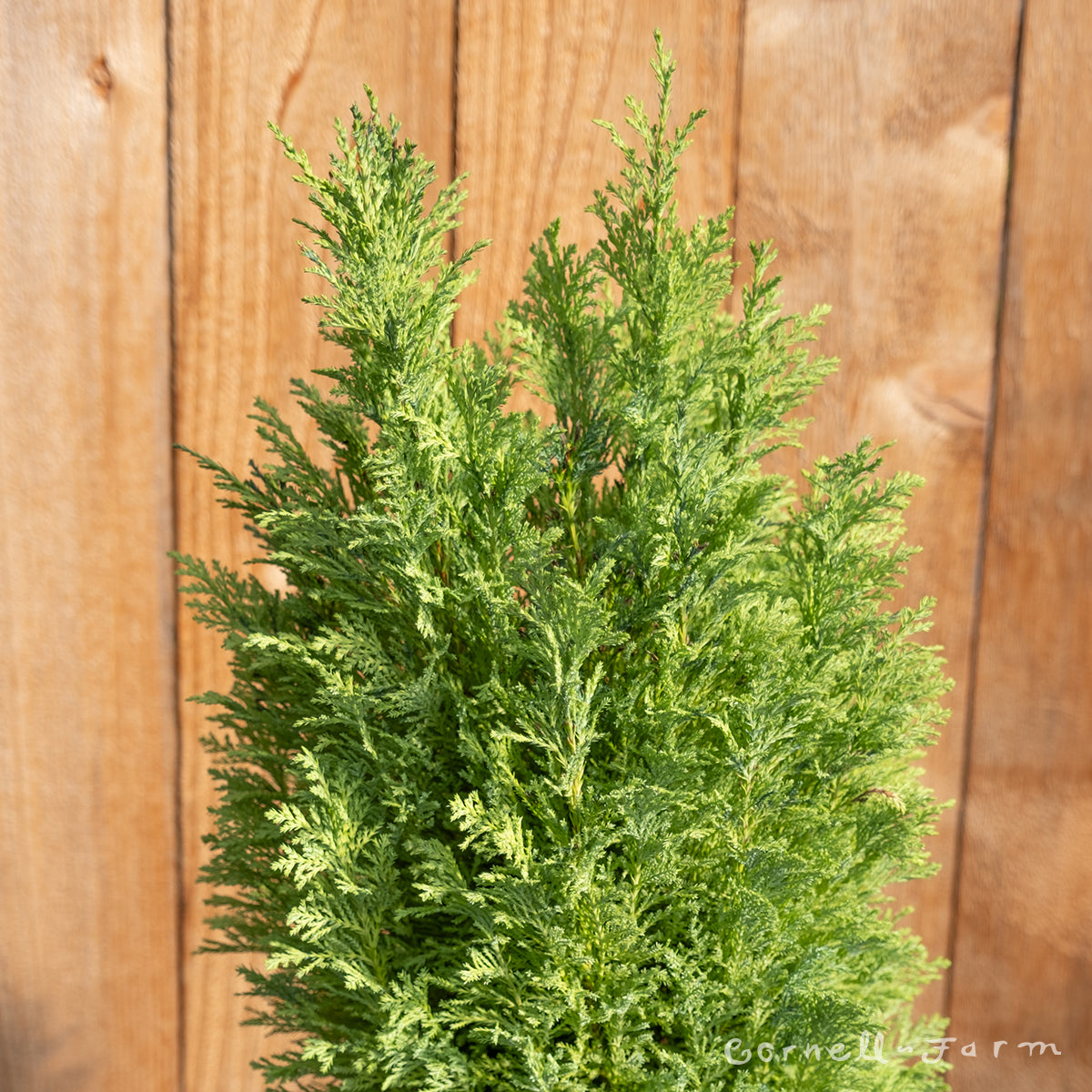 Chamaecyparis l. Winston Churchill 2gal – Cornell Farm
