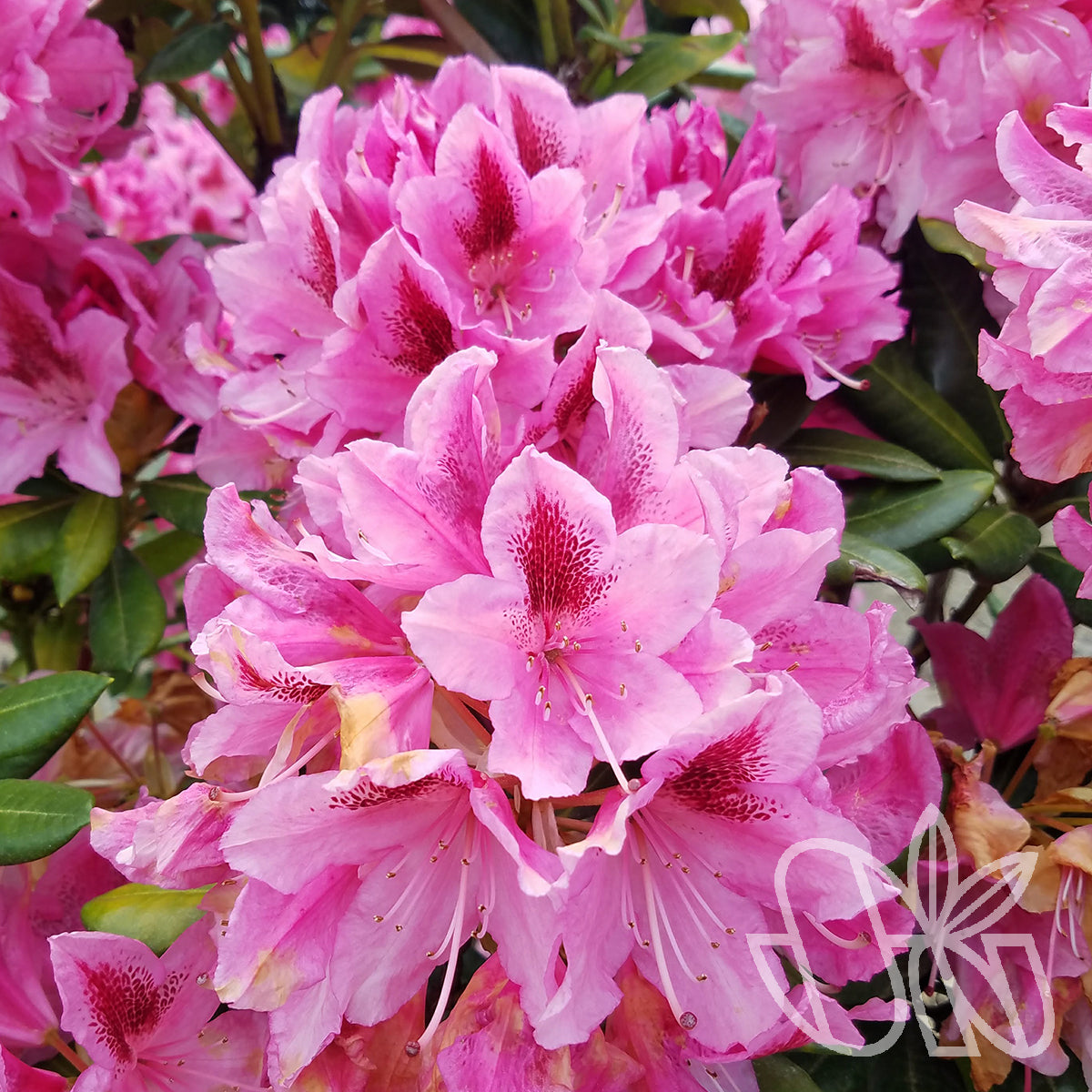 Rhododendron Cosmopolitan 6gal Pink