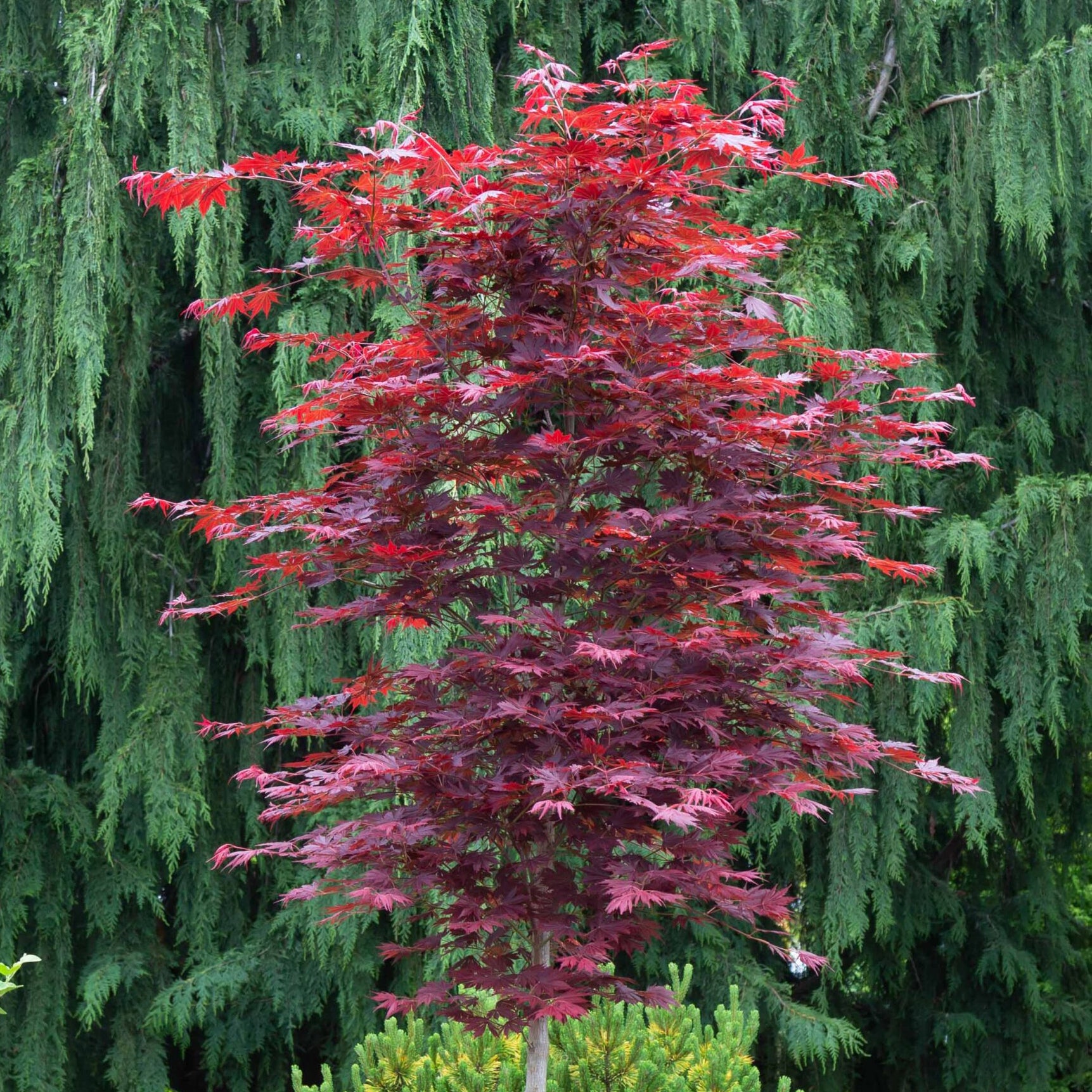 【新品未使用】 メープル Woodland Maple Leaf Vibrant Red Burgundy Belle Maple Leaf Branch Faux Fall Foliage