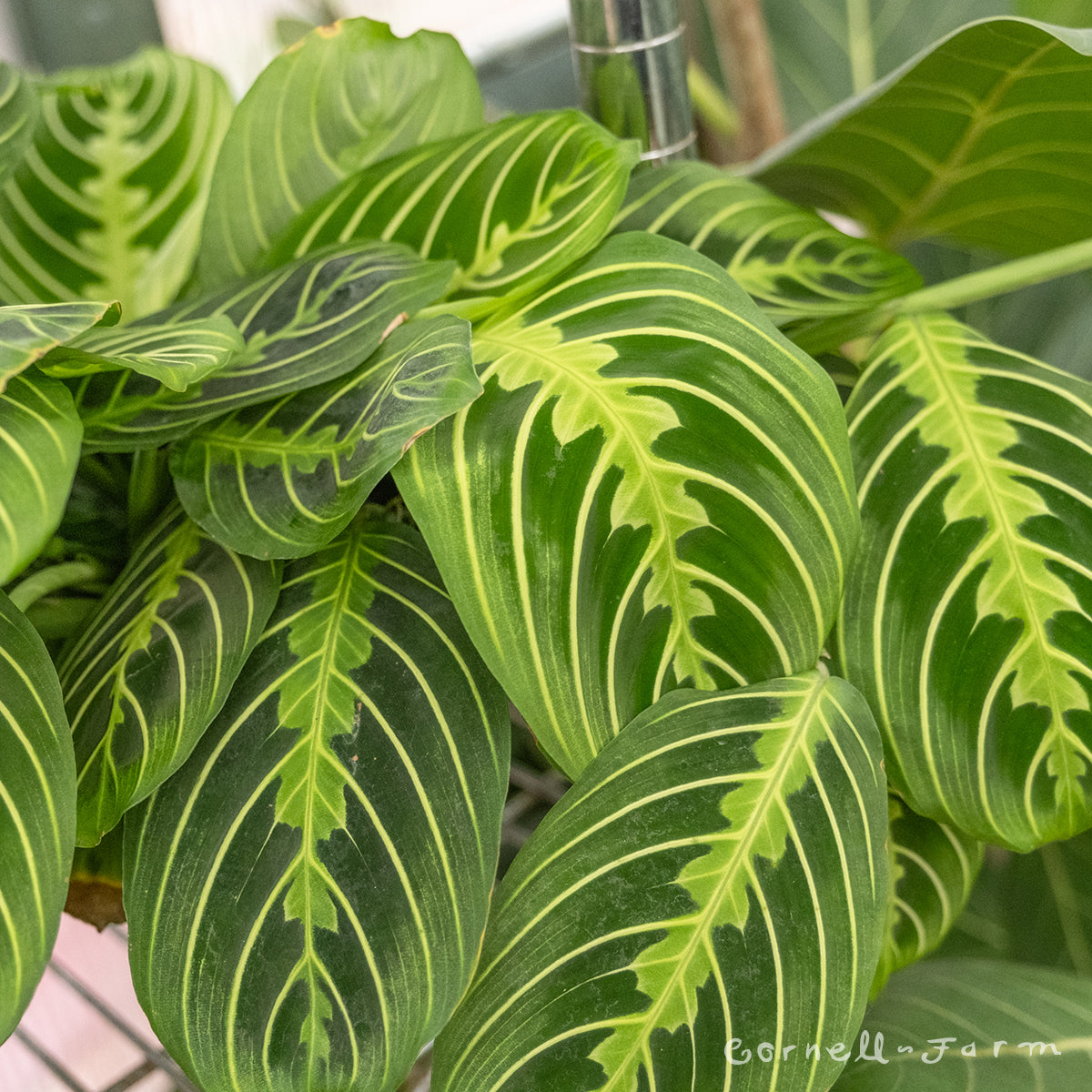 lemon lime prayer plant Maranta le. erythroneura 6in Lemon Lime Prayer Plant
