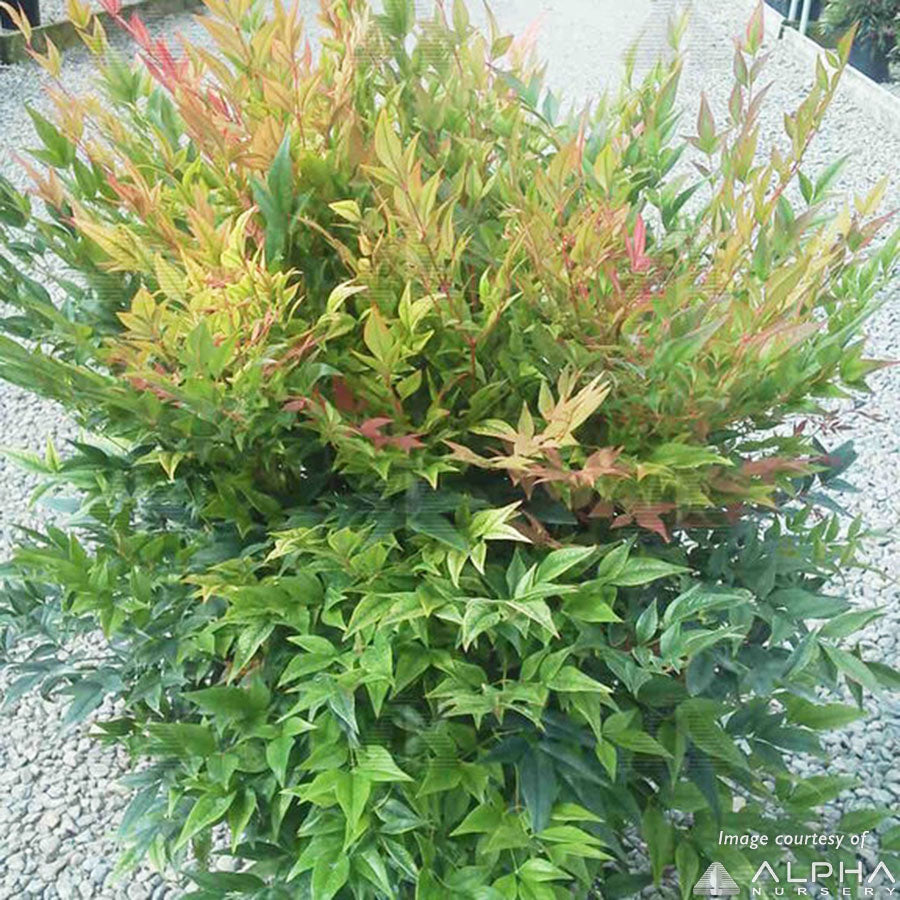 Nandina d. Alpha Compact 2gal Heavenly Bamboo – Cornell Farm