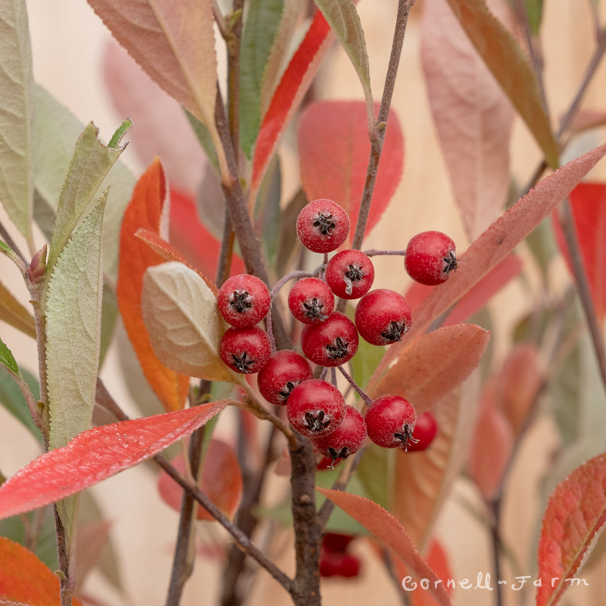 Aronia arb. Brilliantisima 3gal Chokeberry – Cornell Farm