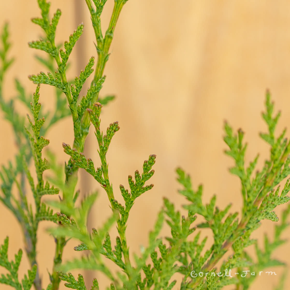 thuja red cedar Thuja plicata 7gal 66-72