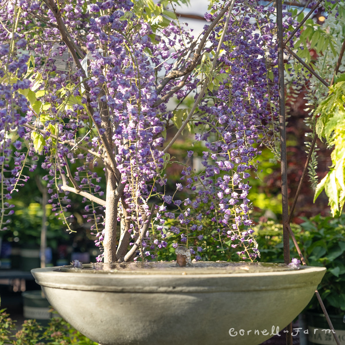 wisteria grande diva Wisteria flor. Grande Diva Jessye 6gal