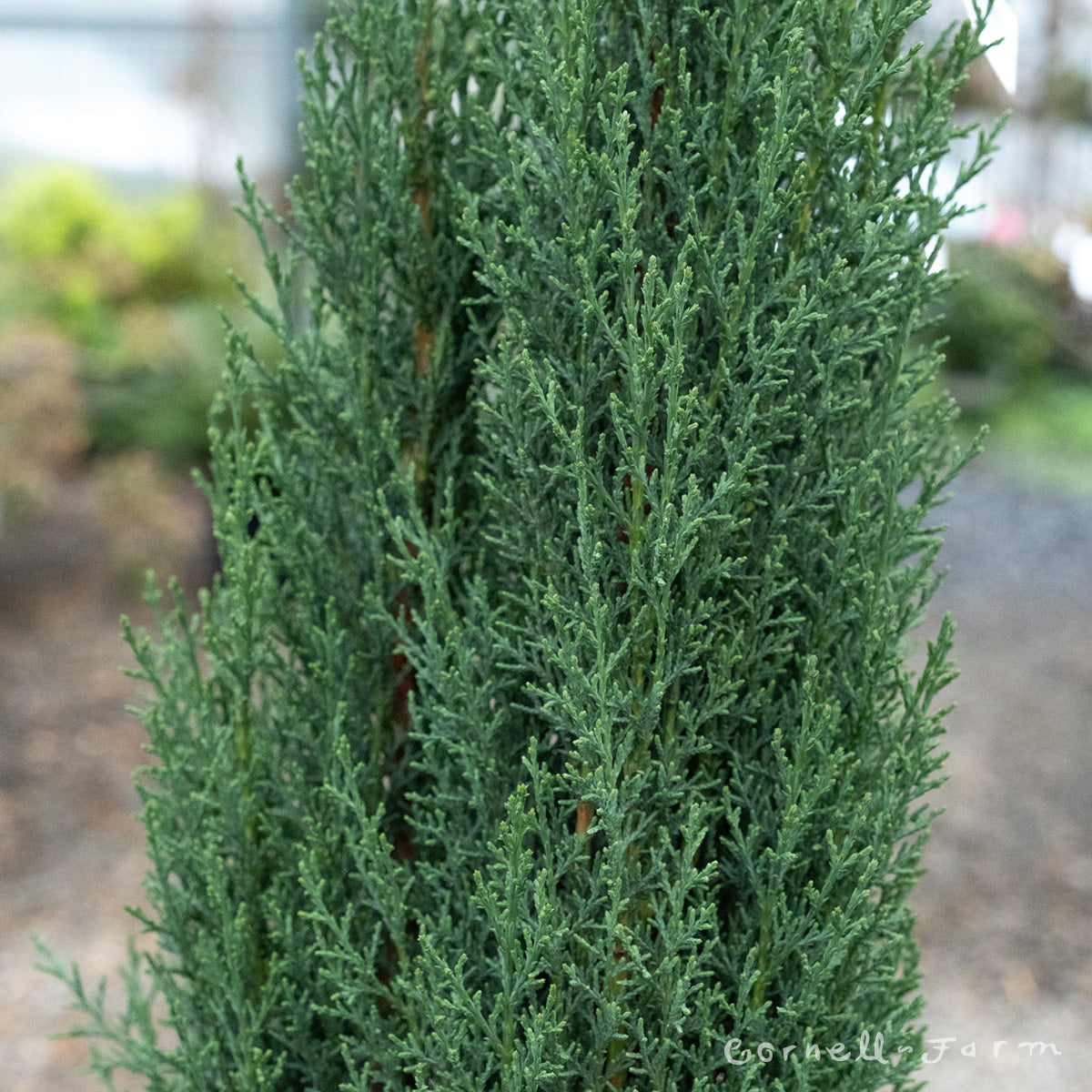 italian cypress bonsai tree Cupressus s. Compacta 15gal Italian Cypress