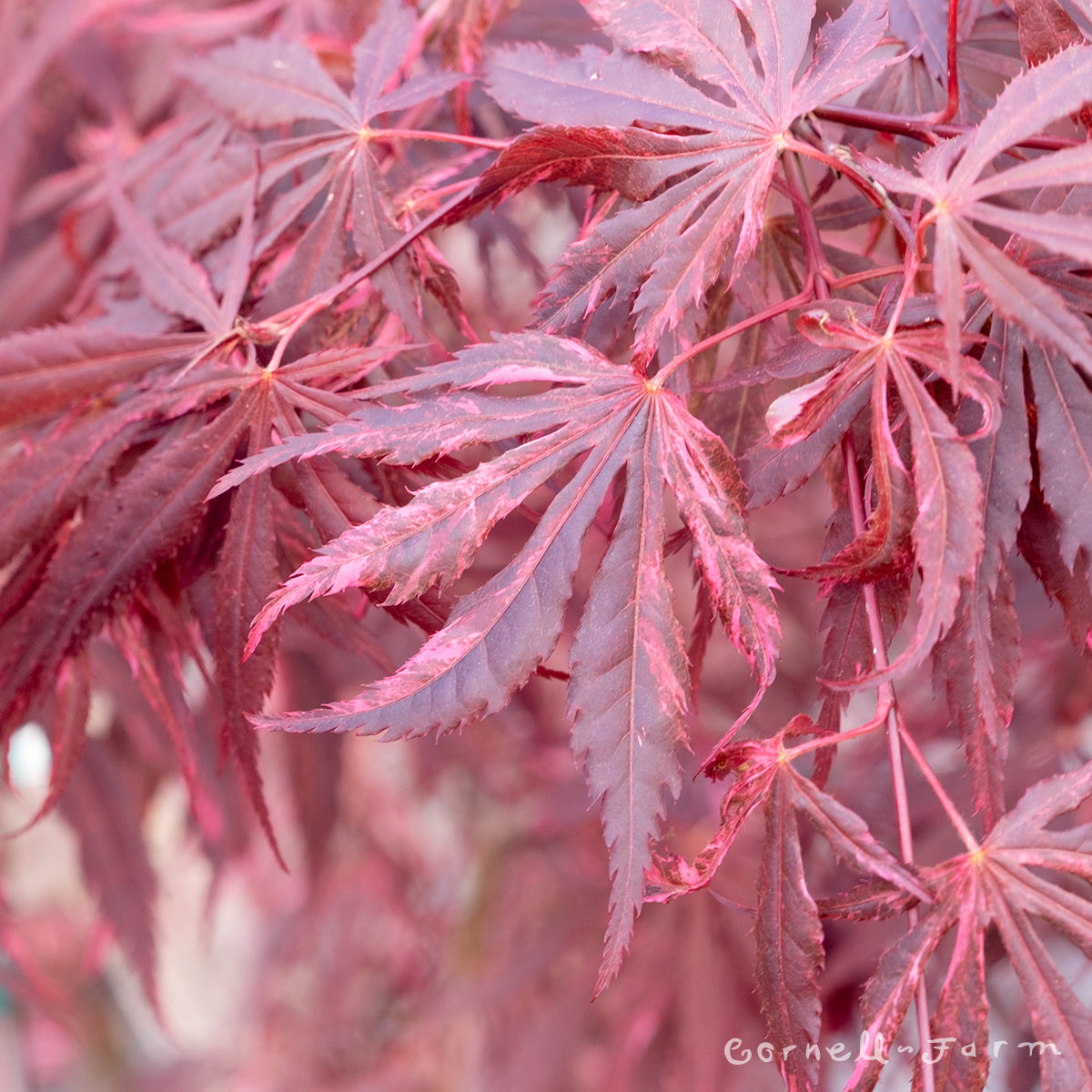 Acer p. Lileeanne's Jewel 3gal Japanese Maple – Cornell Farm