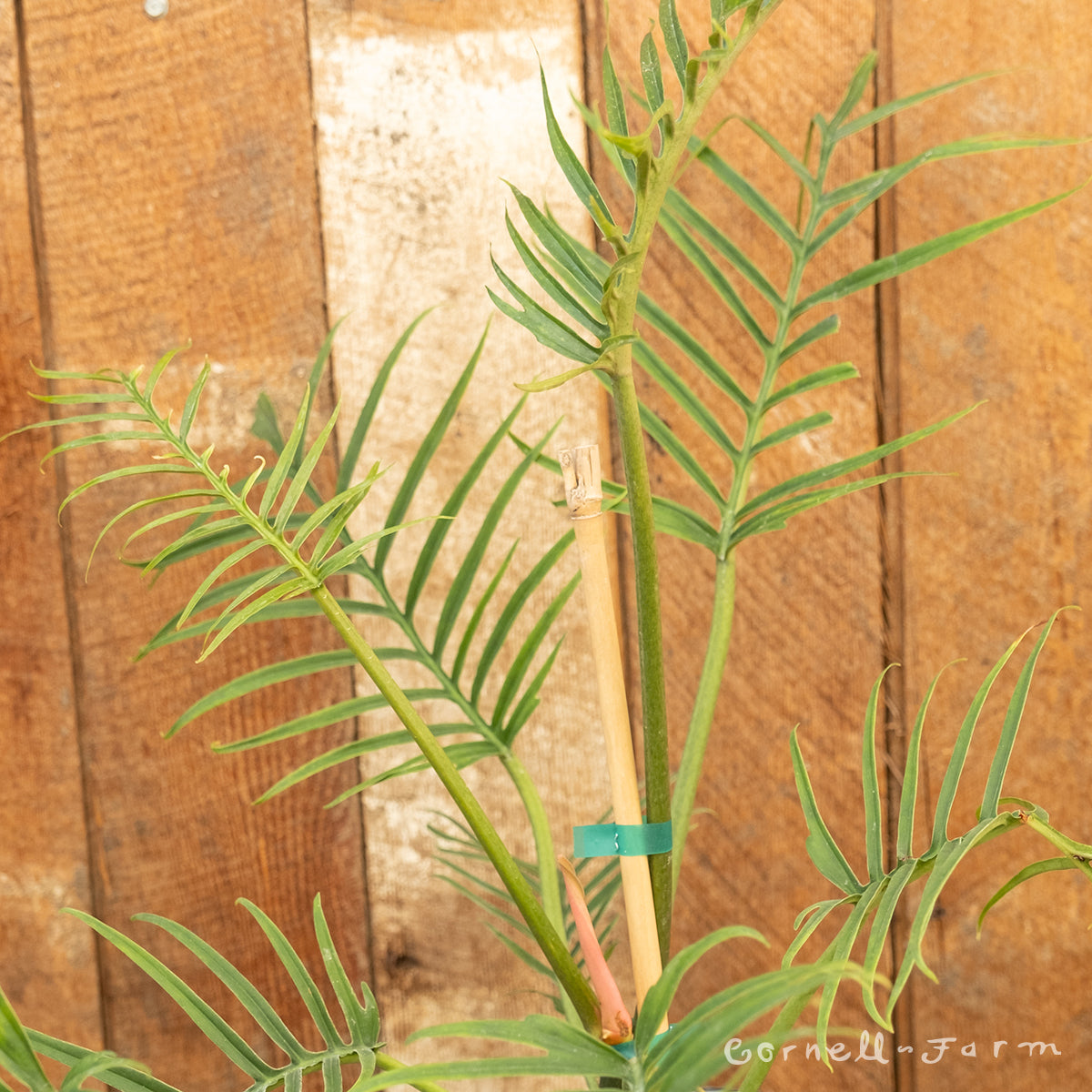 philodendron bipinnatifidum tortum Philodendron bipinnatifidum Tortum 2gal – Cornell Farm
