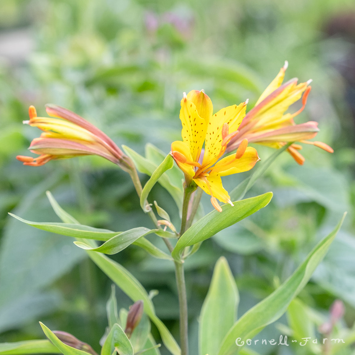 Alstroemeria Sweet Laura 1gal – Cornell Farm