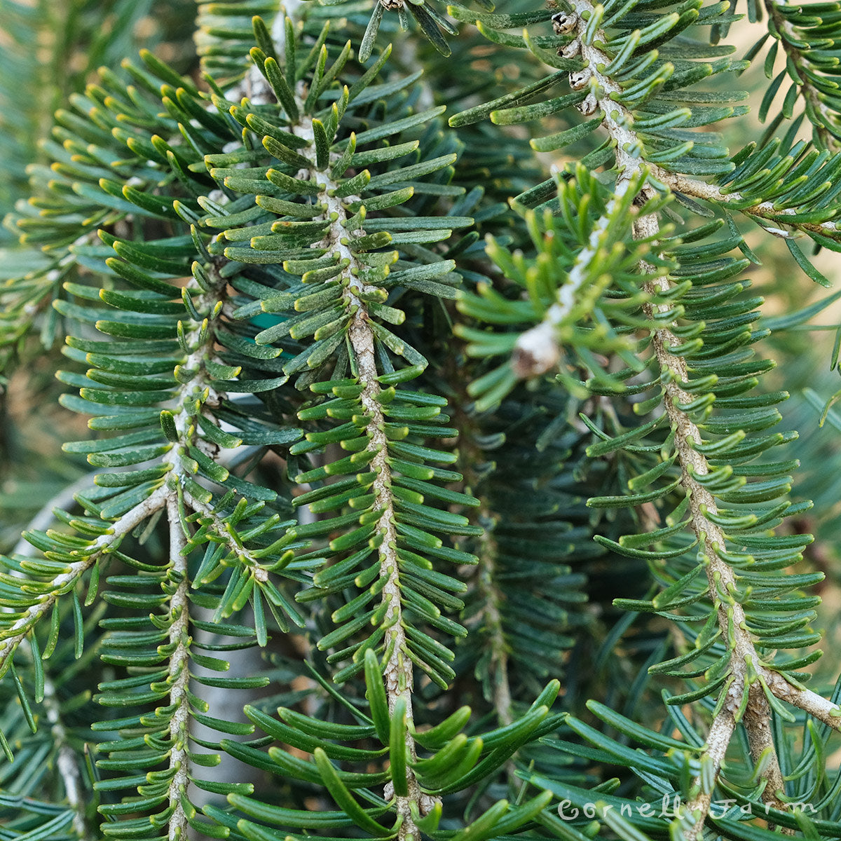 Abies alba Pendula 7gal – Cornell Farm