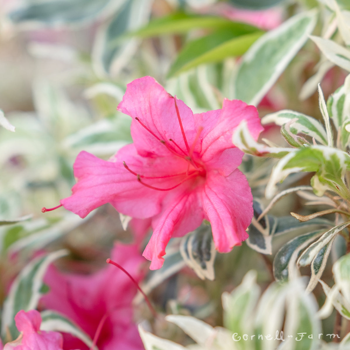 bollywood rhododendron Azalea Bollywood Red 1gal – Cornell Farm