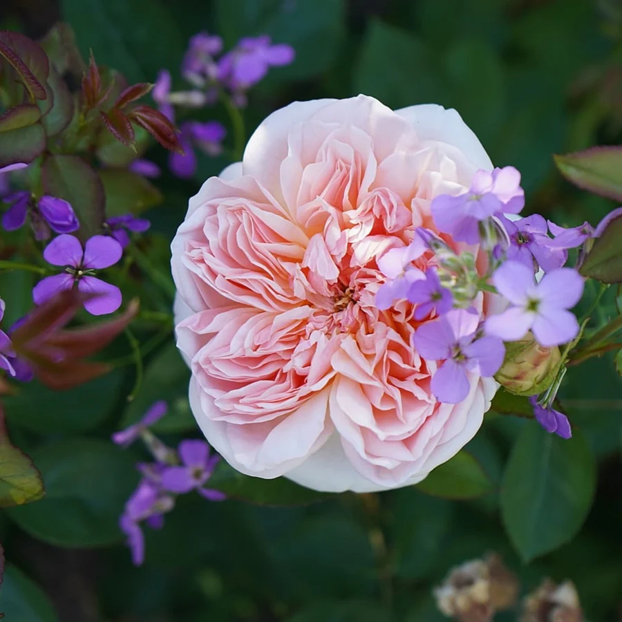 Rose Evelyn 5gal David Austin – Cornell Farm