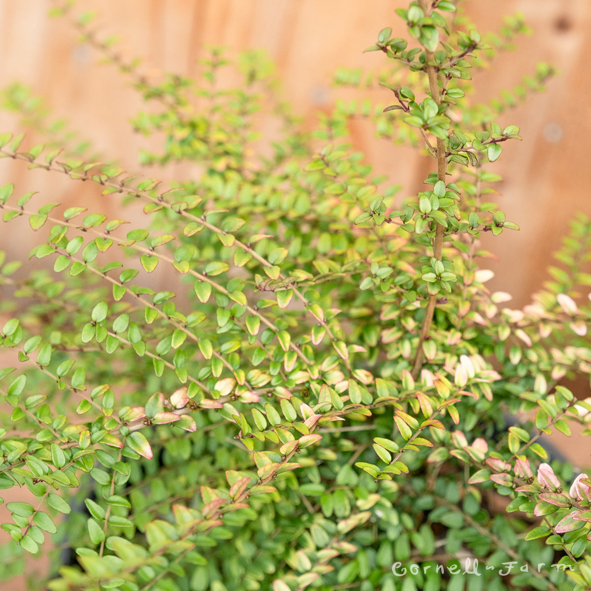 Lonicera n. Baggesen's Gold 2gal Box Honeysuckle