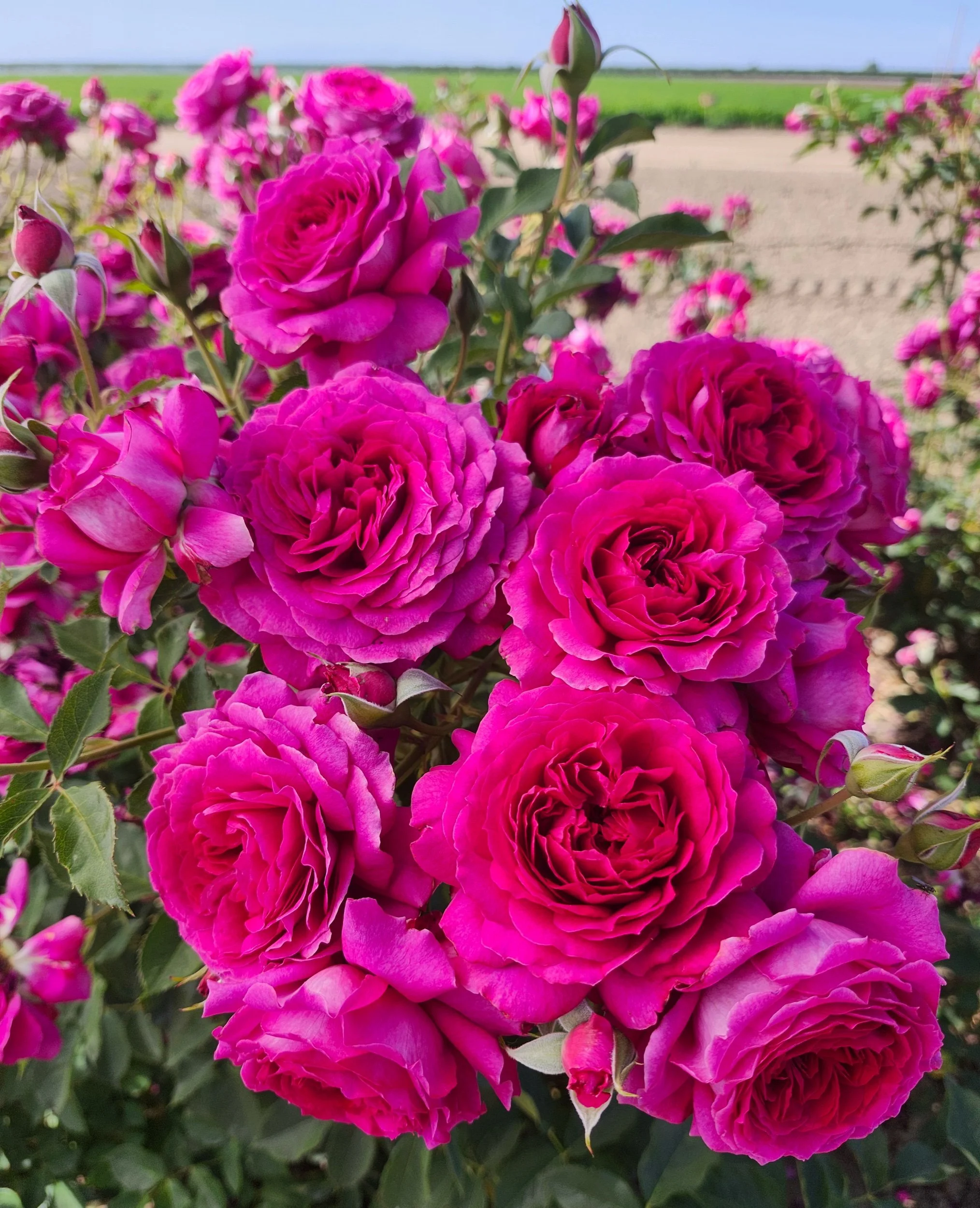✨Rose rose様大きめ42❣✨定価¥27500❣春夏セレブ〜豪華後ろフリル Rose Light Years Away 5gal Floribunda – Cornell Farm