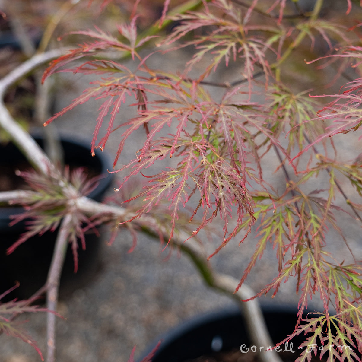 Acer p. Garnet 10gal Japanese Maple WS – Cornell Farm