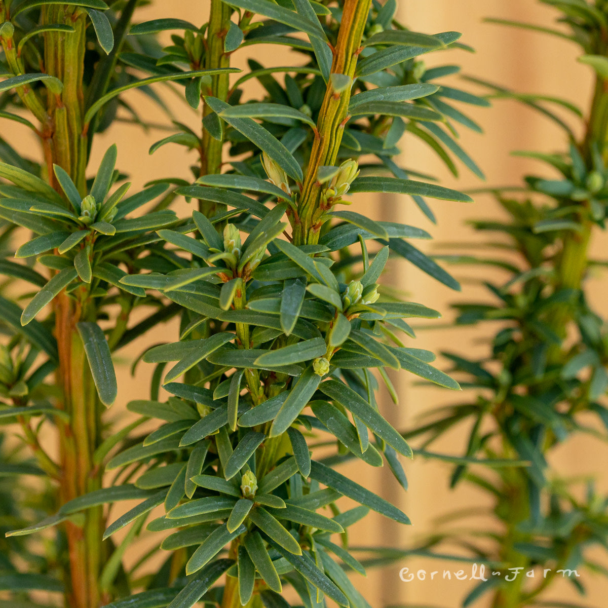 taxus baccata david Taxus b. David 10gal Golden Yew – Cornell Farm