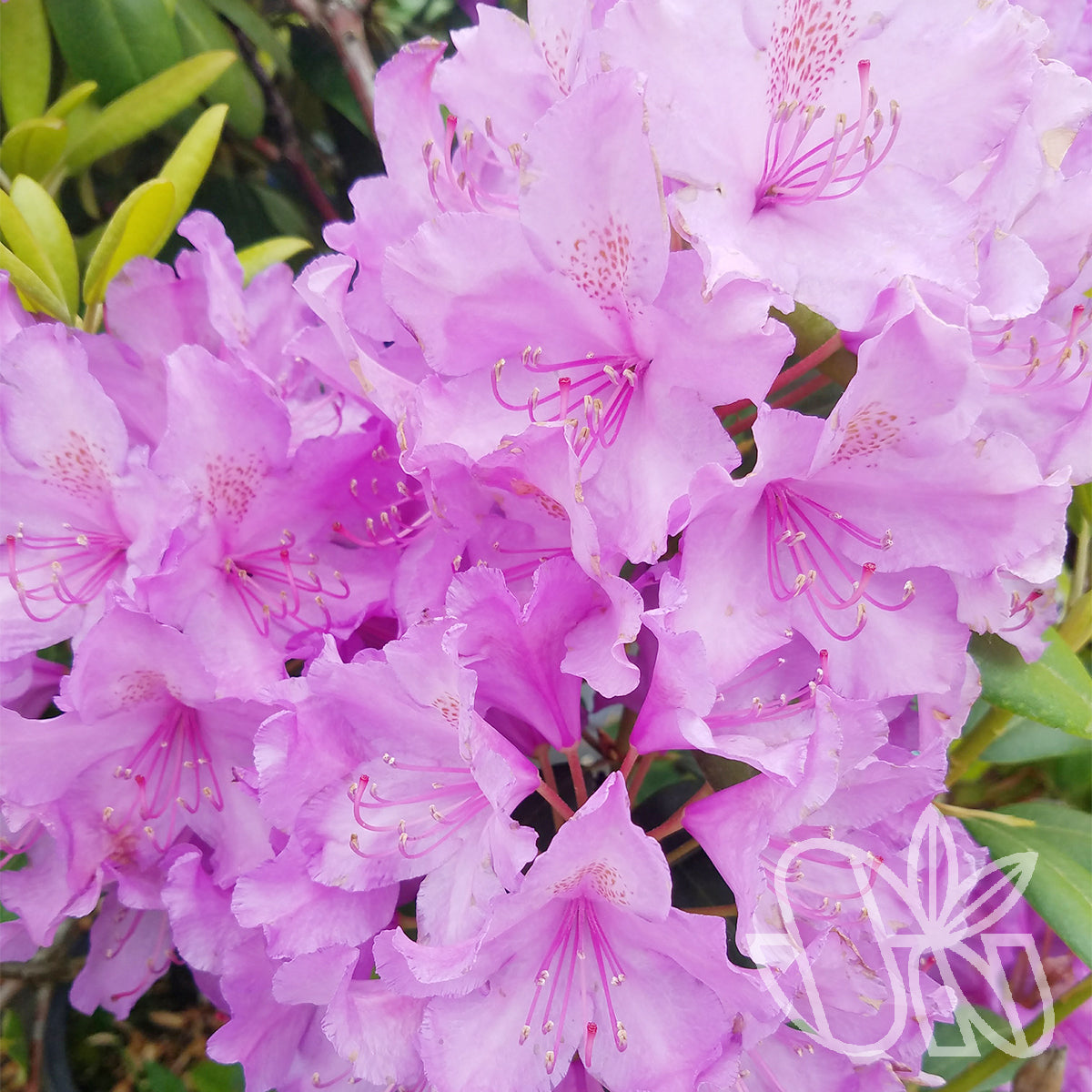 Rhododendron Catawbiense Boursault 6gal. lavender – Cornell Farm
