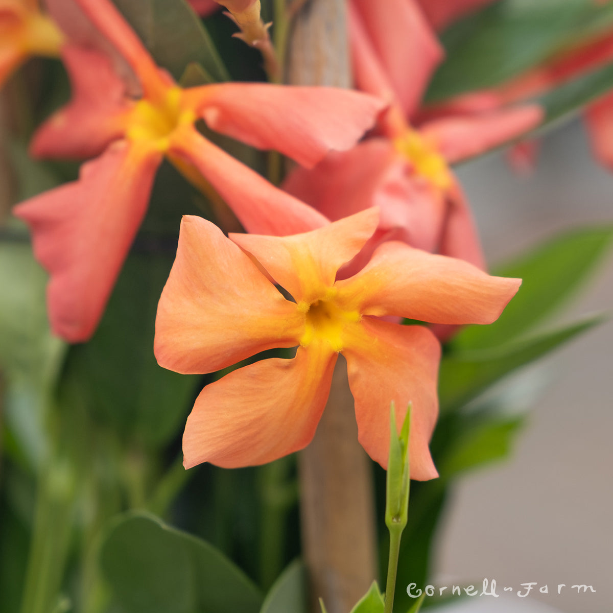 Mandevilla Sun Parasol FiredUp Orange 1gal ST – Cornell Farm