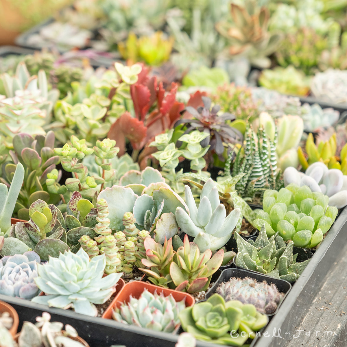 succulent delivery portland Succulent 2in Assorted Species