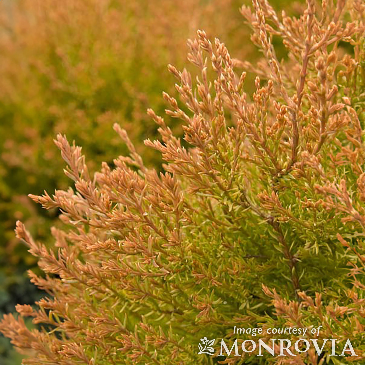 Thuja o. Fire Chief 2gal Arborvitae