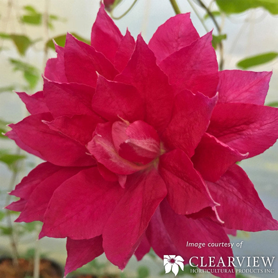 Clematis Red Star 2gal – Cornell Farm