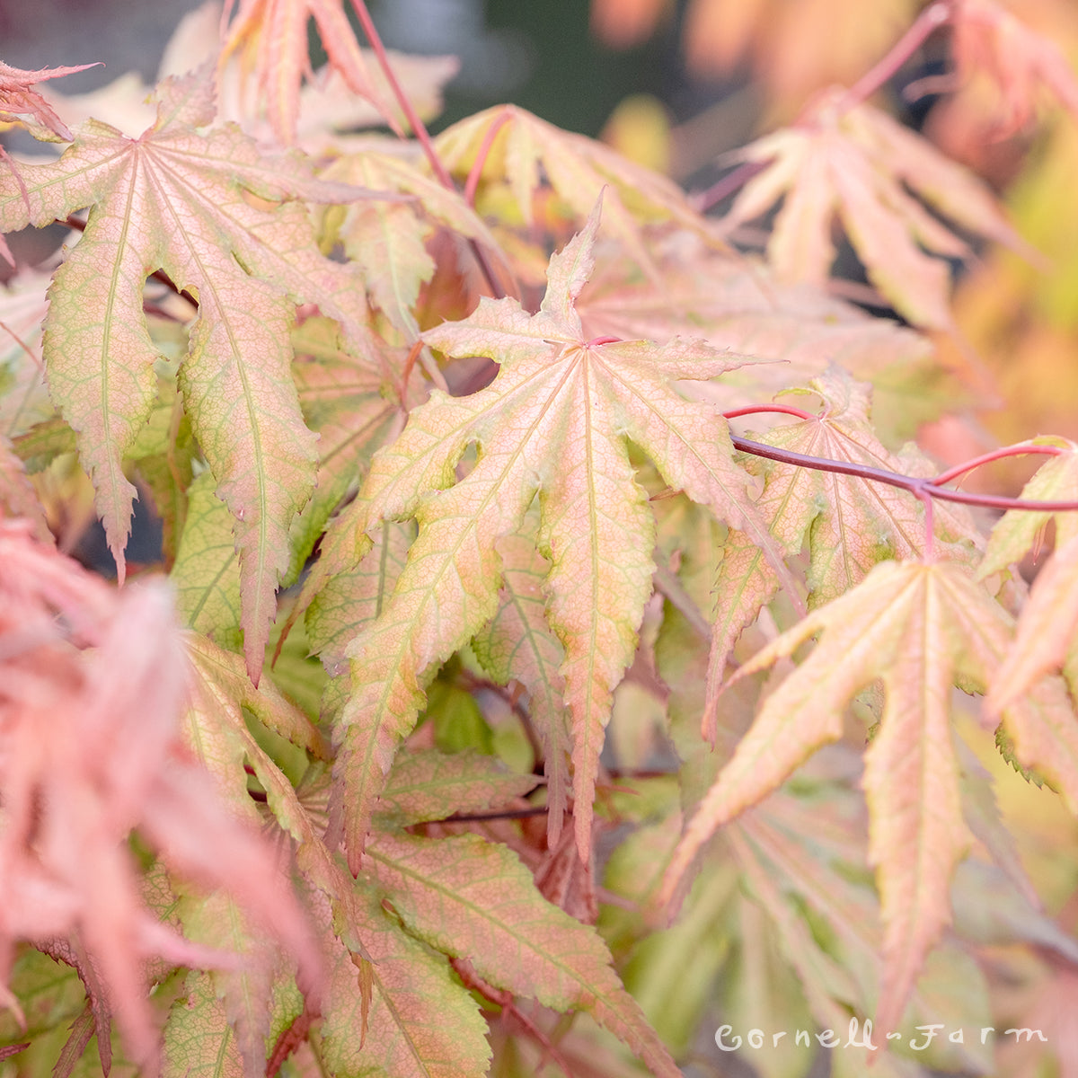 Acer p. Nebula 3gal Japanese Maple – Cornell Farm