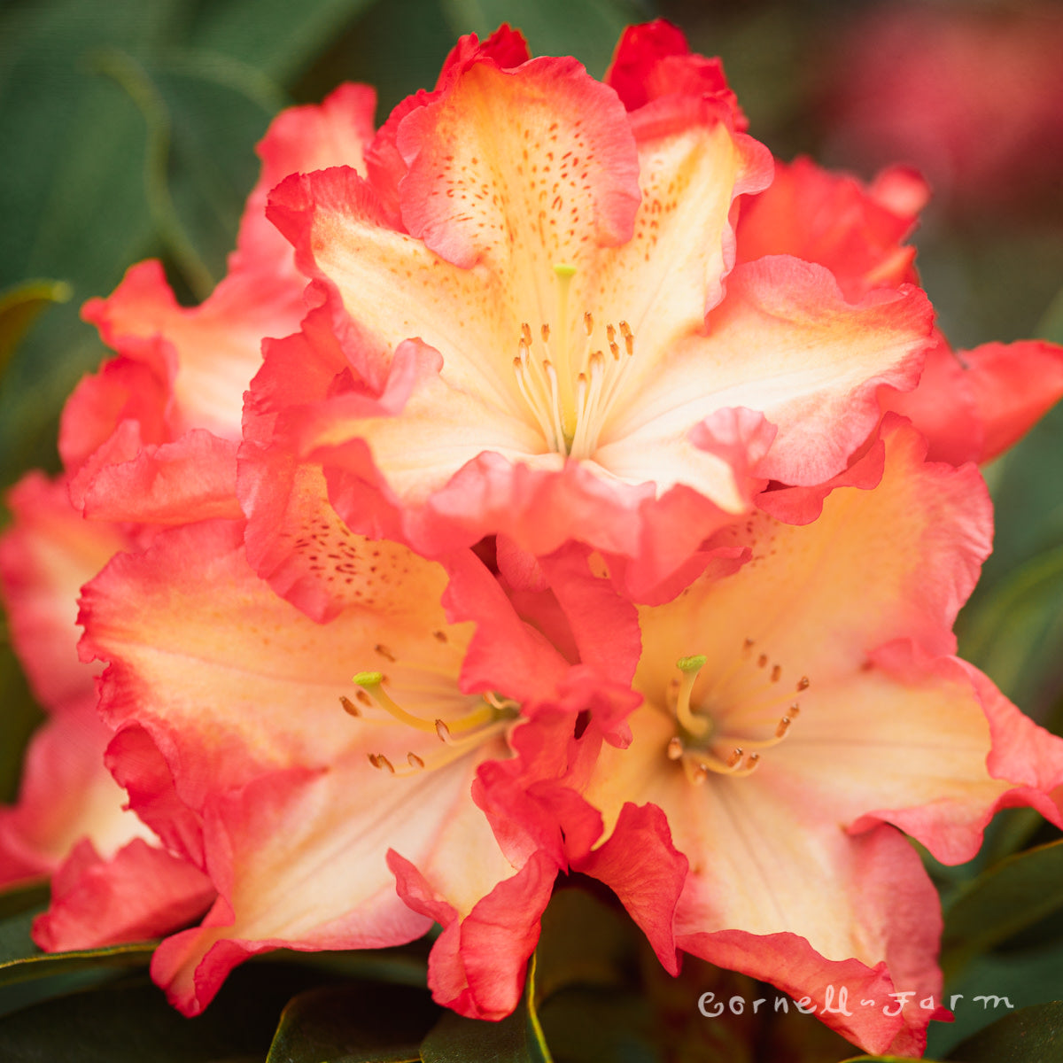 Rhododendron Earl Murray 6gal – Cornell Farm