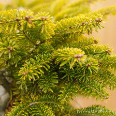 Abies nordmanniana Golden Spreader 3gal Nordman Fir – Cornell Farm