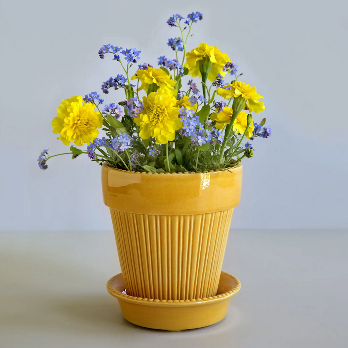Bergs Simona Set 14cm Amber Yellow – Cornell Farm