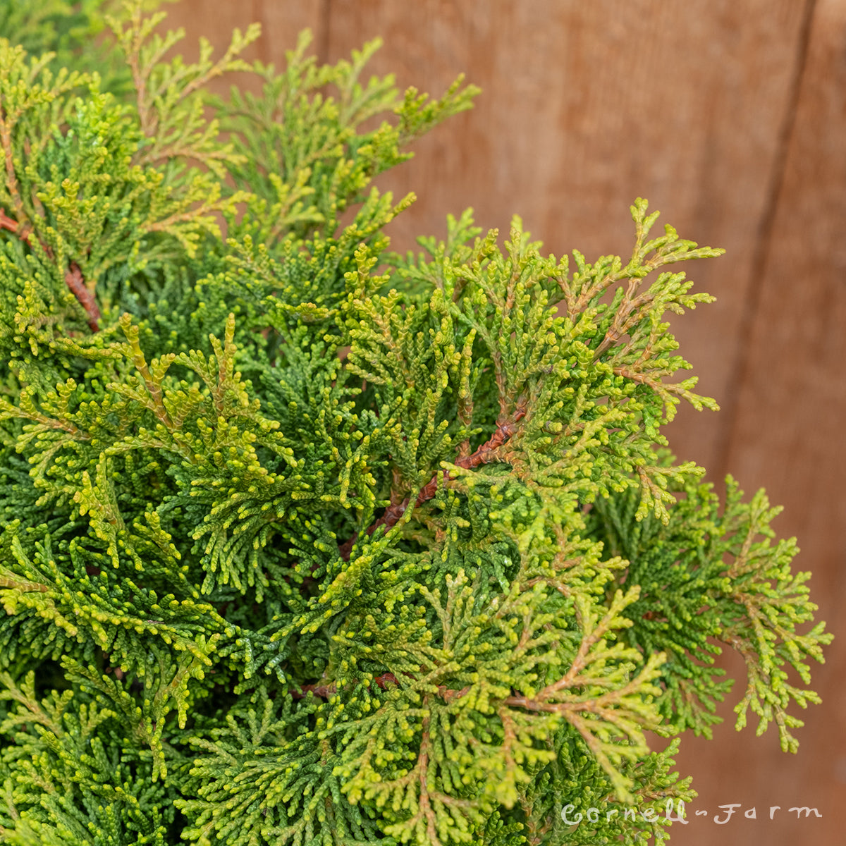 Chamaecyparis o. Tempelhof 3gal Hinoki Cypress – Cornell Farm