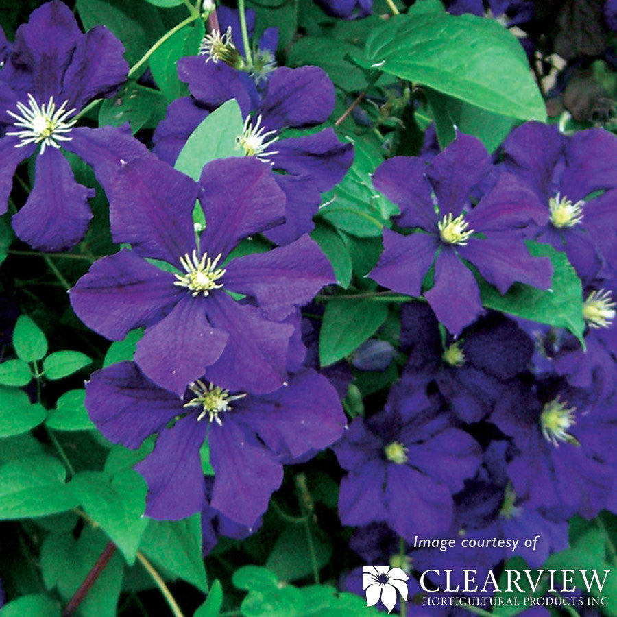 Clematis Jackmanii Superba 1gal Purple – Cornell Farm