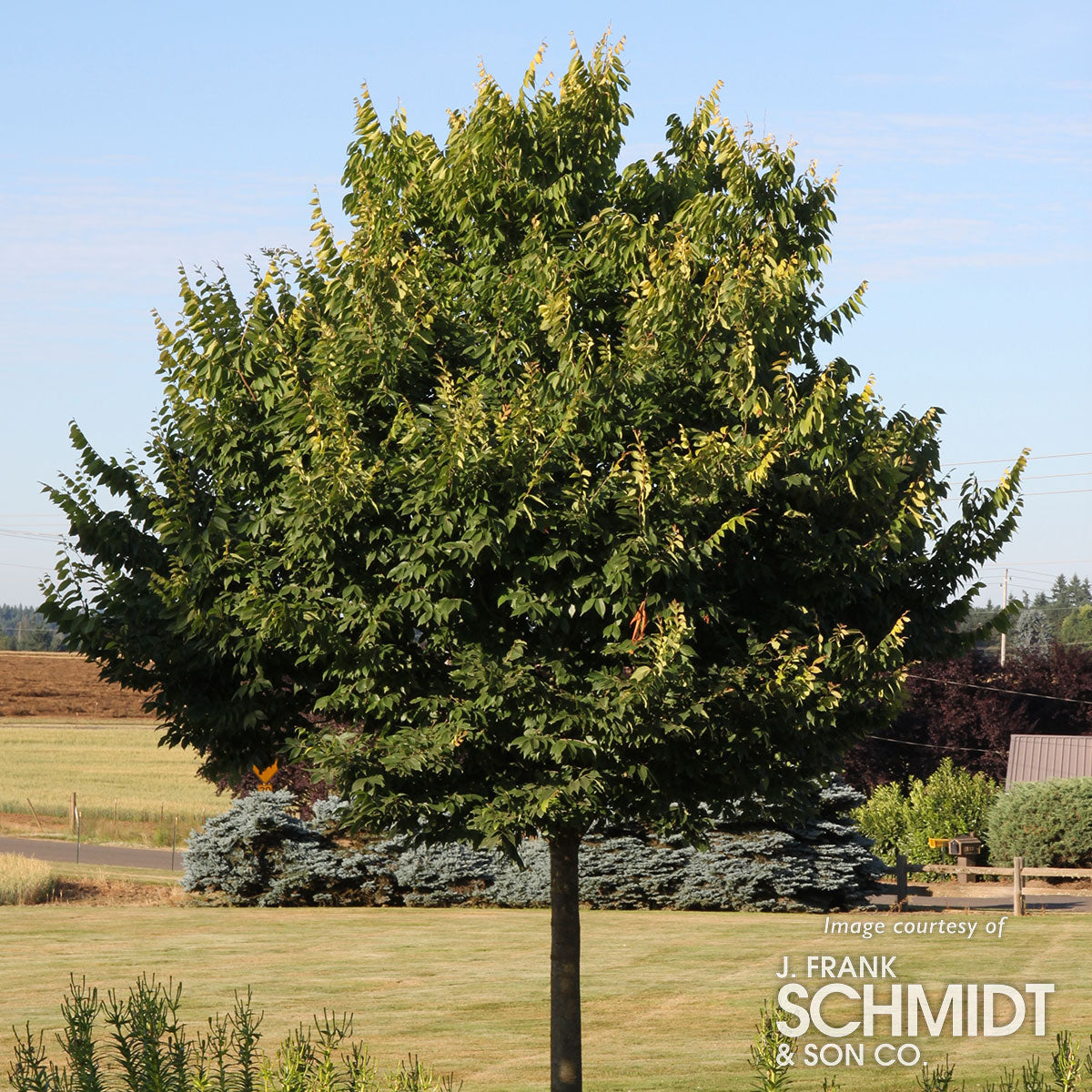 Zelkova serrata City Sprite 15g 1.5cal – Cornell Farm