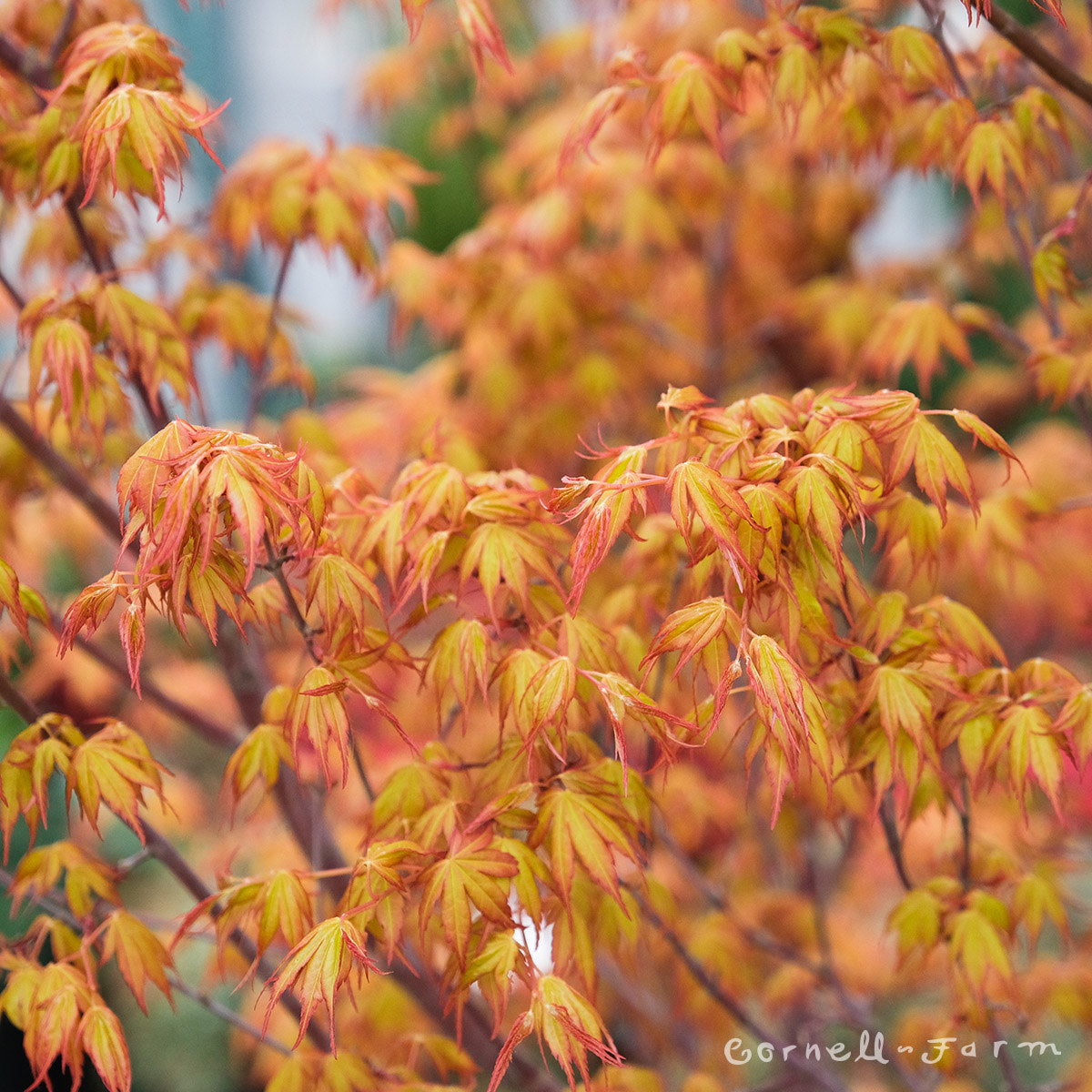 Acer p. Katsura 1gal Japanese Maple – Cornell Farm